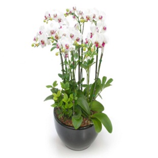 �Gֲ����-�����m