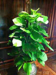 綠植:大葉綠蘿 >綠植:大葉綠蘿