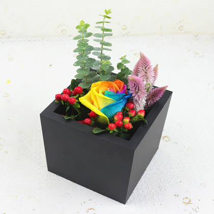 ������������ʺ�õ�� �������Q