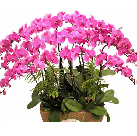 �Gֲ����-�����m